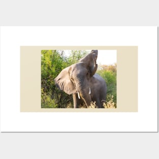 African Bull Elephant in Okavango Delta in Botswana Posters and Art